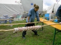 hresw2dflimg_sola2004_050