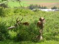 hresw2dflsola2009_00152