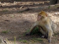 hresw2dflsola2009_00206