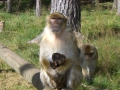 hresw2dflsola2009_00441